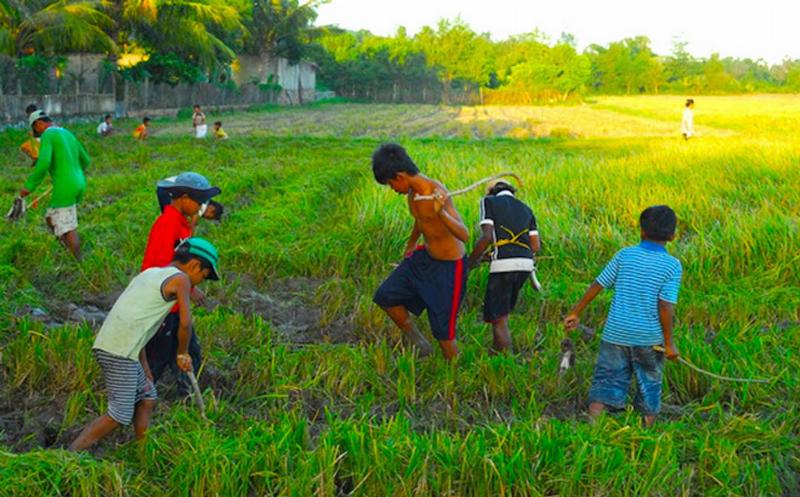 Bắt cua đồng ở ruộng lúa trong mơ