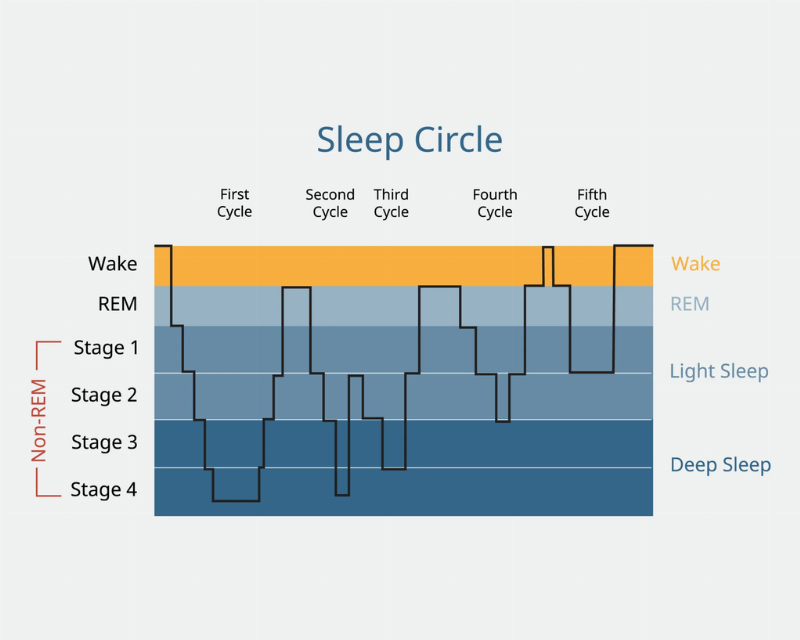 Chu kỳ giấc ngủ và Sleep Calculator