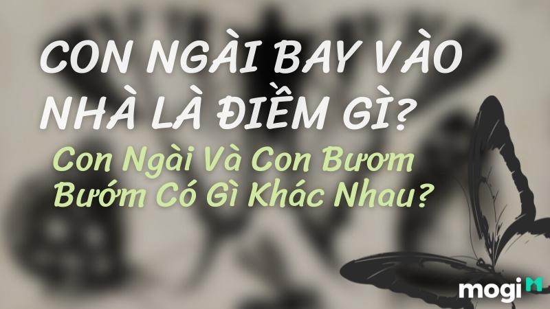 Con ngài bay vào nhà ban đêm