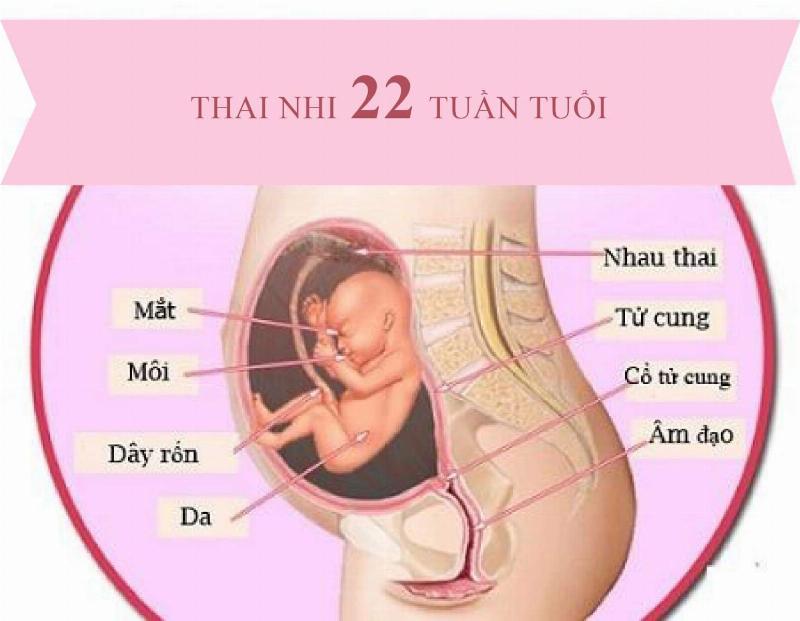 Từ 0 đến 22 tuổi: Những dấu mốc quan trọng