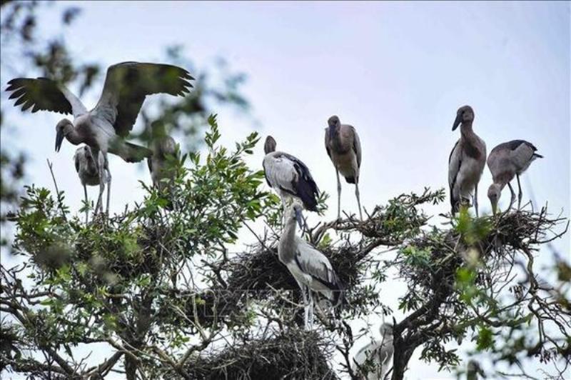 Bảo vệ đa dạng sinh học vì tương lai