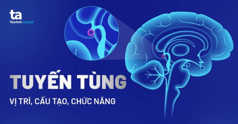 Đồng hồ sinh học ảnh hưởng đến nhảy mũi