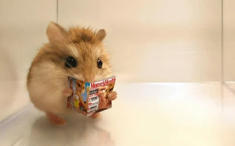 Meme Ngủ Ngon Cute Chuột Hamster