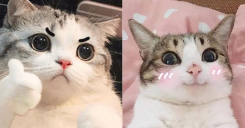 Meme Ngủ Ngon Cute Hình Mèo Con