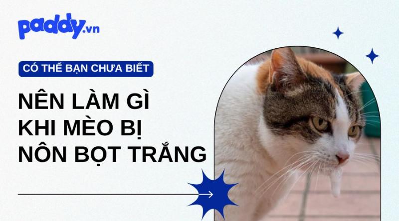 Mèo trắng đang ăn uống trong nhà