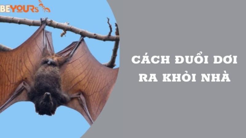 Cách xua đuổi dơi khỏi nhà an toàn