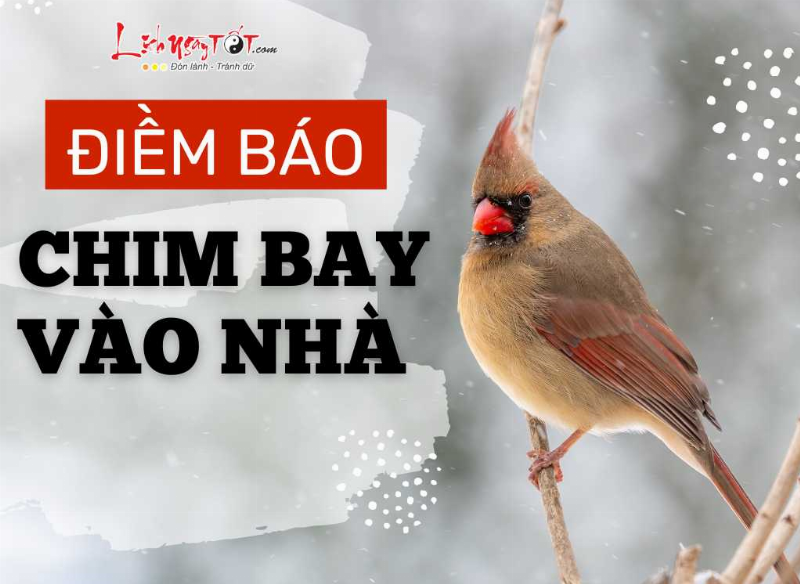 Dơi bay vào nhà: 12 cung hoàng đạo cần lưu ý điều gì?