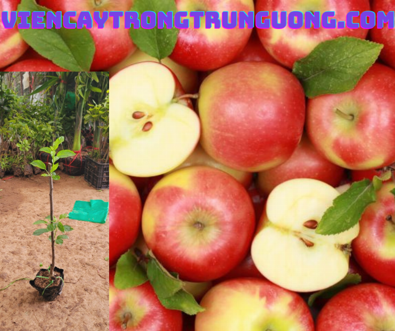 Kỹ Thuật Trồng Táo Đá
