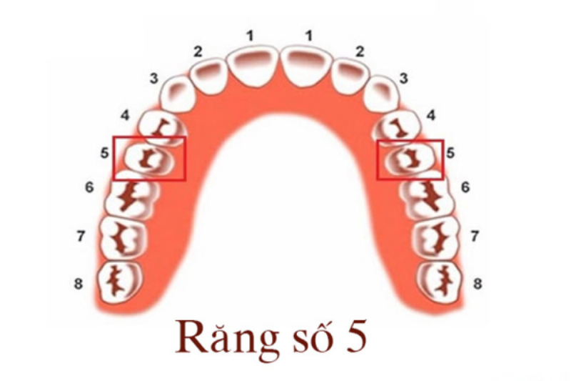 Tầm Quan Trọng của Số 5