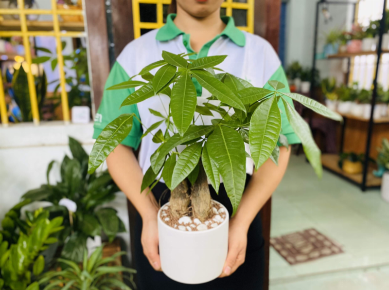 Hinh anh cho la vao nha de con mang y nghia tot lanh tu tu vi va phong thuy