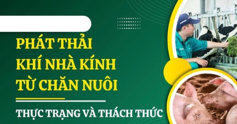 Hình ảnh một chú bò đang nhai cỏ, minh họa nguồn phát thải khí metan từ chăn nuôi, góp phần vào biến đổi khí hậu.