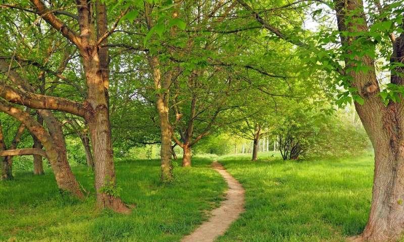 Sơ đồ đơn giản minh họa quá trình quang hợp hấp thụ carbon dioxide từ khí quyển trong chu trình Carbon