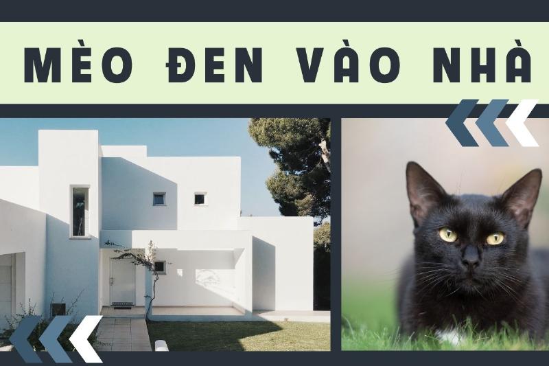 Mèo đen vào nhà: Điềm gì?