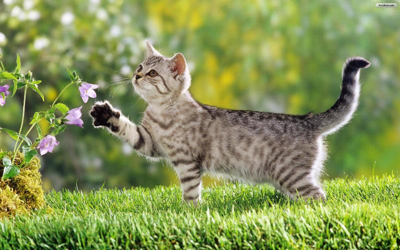 Mèo vào nhà: Điềm gì theo Tử vi?