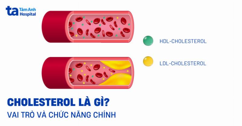 Hình ảnh minh họa nước tuần hoàn và vận chuyển chất trong cơ thể sinh vật