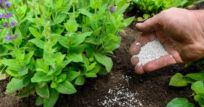 Ô nhiễm đất do sử dụng phân bón hóa học quá mức trong nông nghiệp