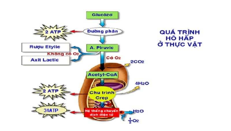 Sơ đồ minh họa các giai đoạn chính của quá trình hô hấp hiếu khí trong tế bào, bao gồm Đường phân, Chu trình Krebs và Chuỗi truyền electron.