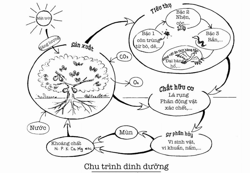 Sinh vật sản xuất quang hợp trong hệ sinh thái bao gồm cây xanh