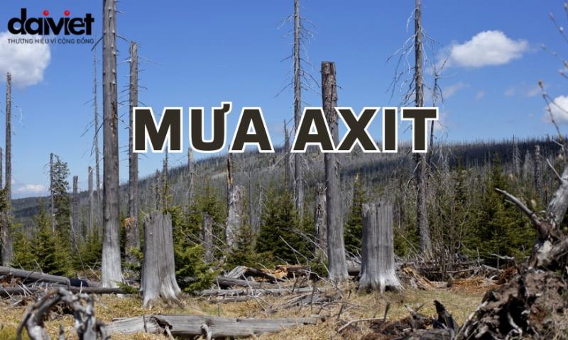 Rừng cây bị ảnh hưởng bởi mưa axit