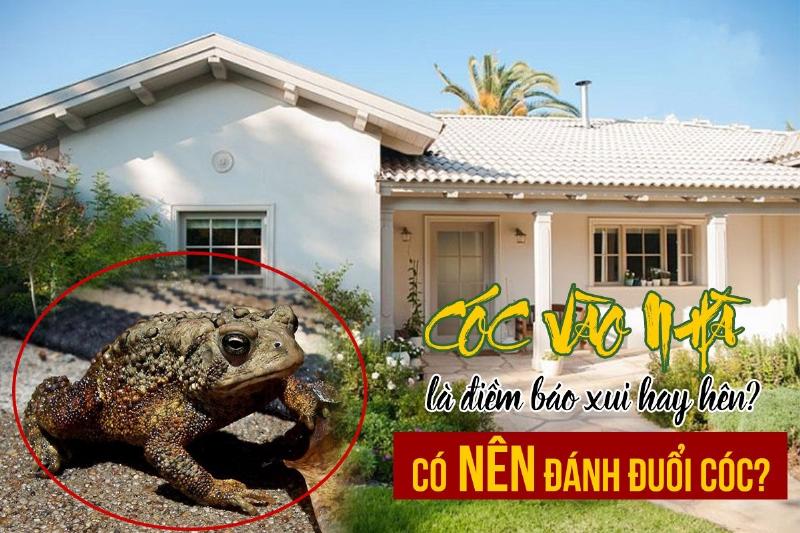 Hình ảnh cóc vàng vào nhà mang ý nghĩa điềm báo may mắn tài lộc trong phong thủy
