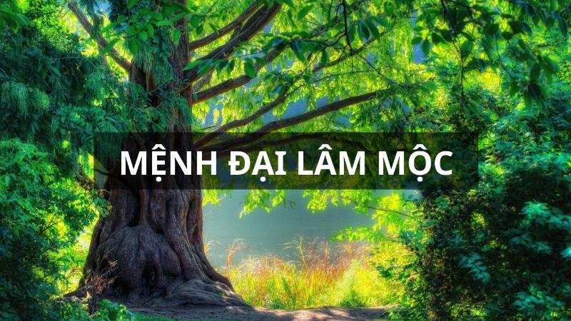 Hình ảnh minh họa cây cổ thụ trong rừng lớn, tượng trưng cho mệnh Đại Lâm Mộc của người sinh năm 1989 Kỷ Tỵ