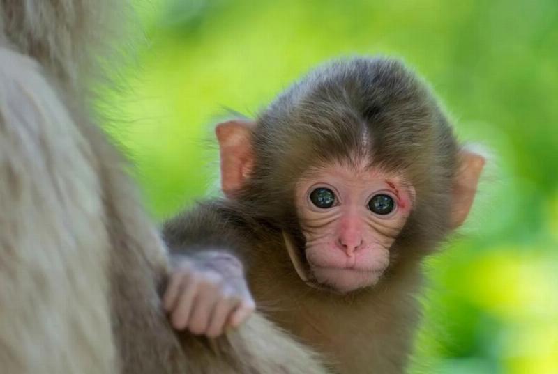 Người mệnh Thổ Đại Trạch Thổ sinh năm Mậu Thân 2028 hợp màu vàng, nâu, đỏ, hồng, tím