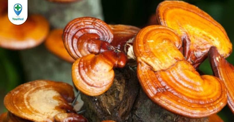 Hình ảnh minh họa các sinh vật khác nhau đang sử dụng nước: rễ cây hút nước từ đất, hươu uống nước từ dòng suối, con người đang uống nước từ cốc