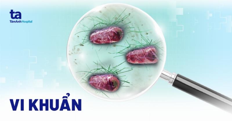 Sự đa dạng của vi khuẩn và vai trò quan trọng trong môi trường