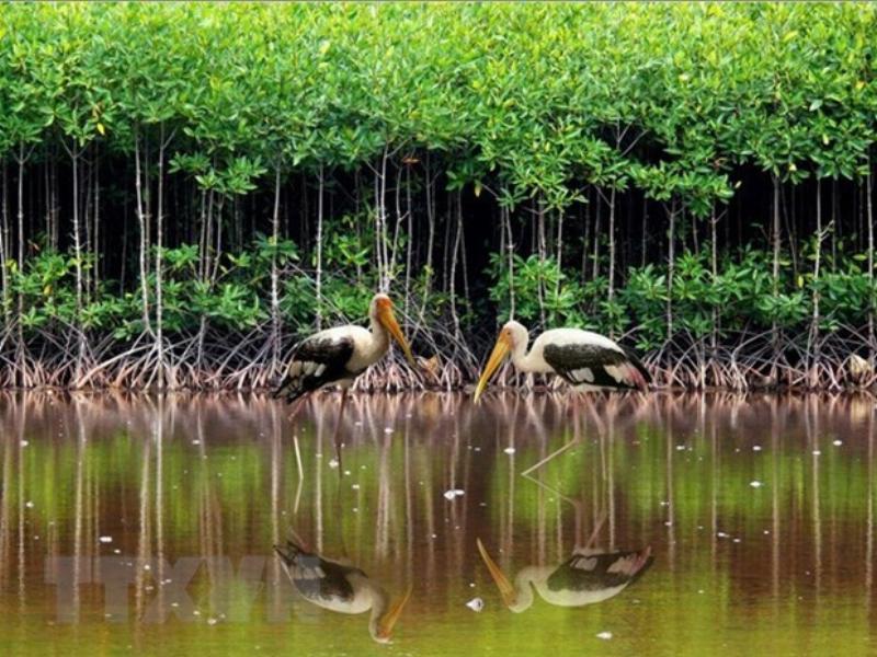 Hình ảnh rễ cây chằng chịt giữ đất ở bờ sông, minh họa vai trò bảo vệ đất chống xói mòn của thực vật trong tự nhiên