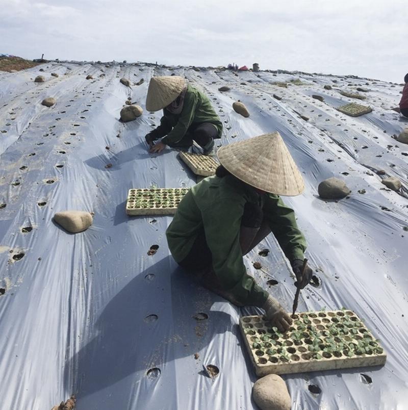 Thực vật đa dạng là nguồn cung cấp lương thực, thực phẩm và thuốc chữa bệnh cho con người