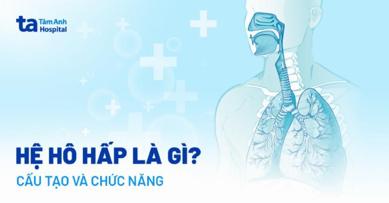 Hình ảnh minh họa quá trình thực vật quang hợp hấp thụ carbon dioxide và thải ra oxy, thể hiện vai trò chính của thực vật trong tự nhiên