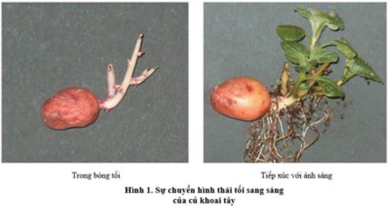 Hinh anh mo ta cay ua sang va cay ua bong, minh hoa su thich nghi ve hinh thai voi cuong do anh sang khac nhau cua thuc vat