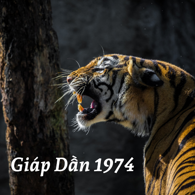 Tử vi tuổi Giáp Tý năm 2023 phân tích tương tác Địa Chi, Thiên Can và Ngũ Hành