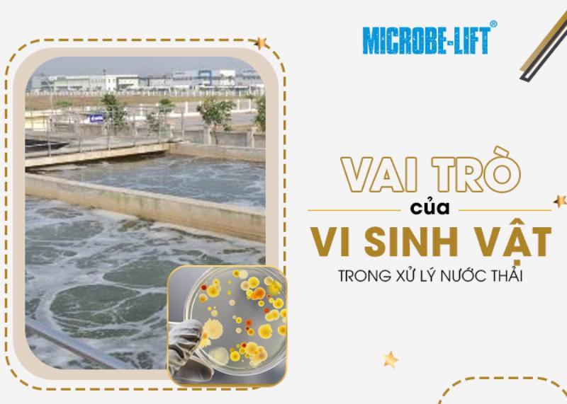 Vai trò của vi khuẩn trong hệ thống xử lý nước thải sinh học