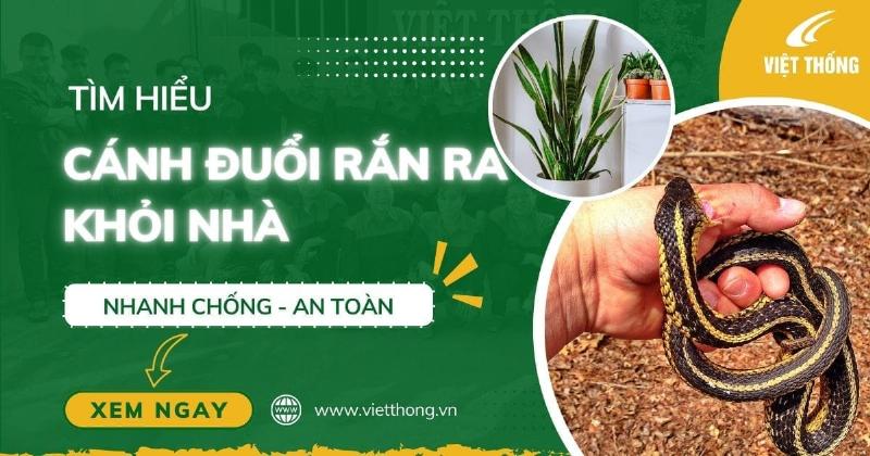Hướng dẫn xử lý rắn vào nhà an toàn và hợp phong thủy