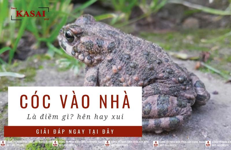 Hình ảnh con cóc trong môi trường tự nhiên sạch liên quan cóc vào nhà là điềm gì tốt