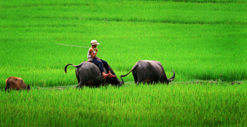 Hinh anh con trau gan lien voi dong que Viet Nam va tuoi con trau