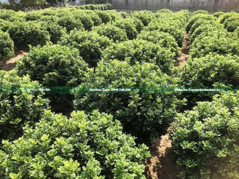 Cảnh mưa ngâu trên cánh đồng lúa xanh mướt, tượng trưng cho sự tái sinh và phồn thịnh của thiên nhiên