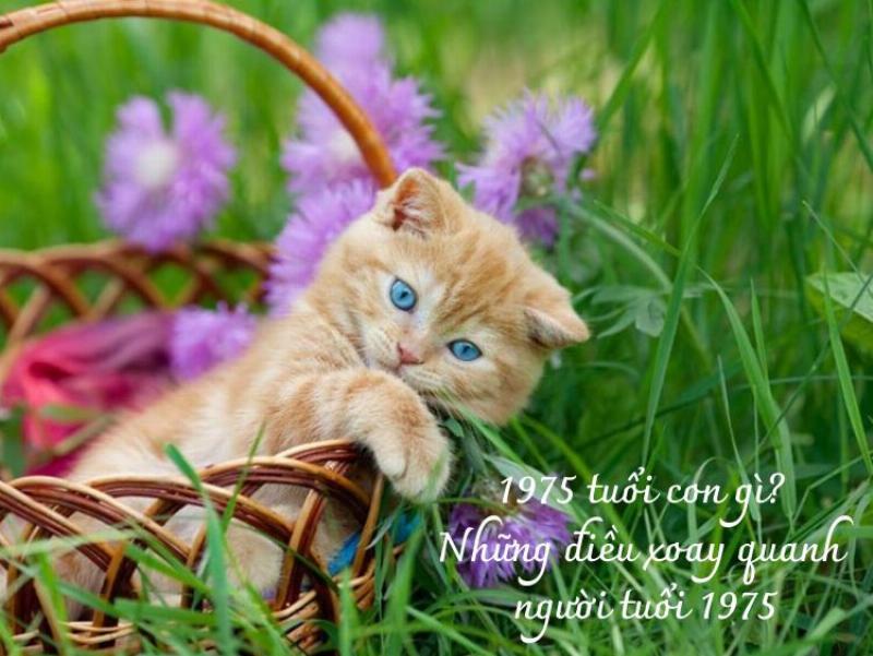 Chân dung người tuổi Ất Mão 1975 với tính cách thông minh, nhanh nhẹn và tinh tế