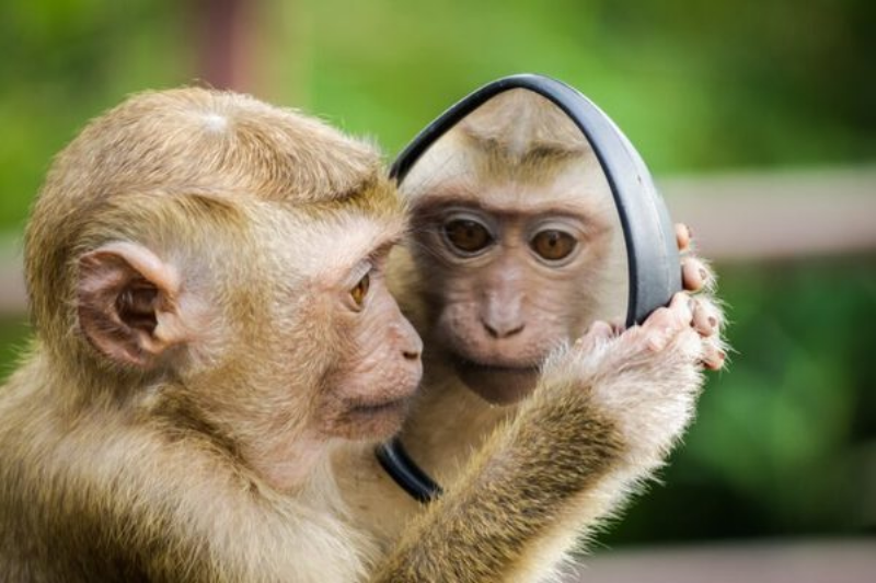 Tuổi Thân là tuổi con Khỉ thông minh và nhanh nhẹn trong văn hóa Việt Nam