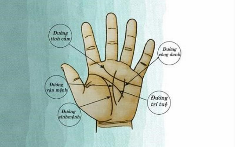 Xem đường tình duyên bằng chỉ tay, cách luận giải các đường chỉ chính trong lòng bàn tay