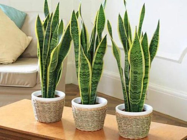 Góc sân nhỏ được tô điểm bằng những chậu cây lưỡi hổ thẳng đứng, mang đến vẻ đẹp hiện đại và hy vọng về tài lộc, may mắn cho gia chủ.