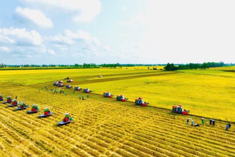 Một người đang bảo vệ môi trường để hạt lúa phát triển tốt hơn