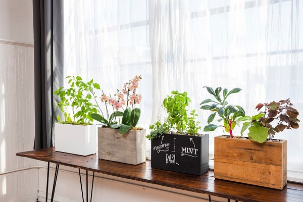cách chăm sóc những loại cây không cần ánh sáng: Đặt cây ở những vị trí có ánh sáng tự nhiên
