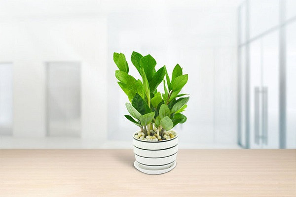 Cây trồng không cần nắng Kim Tiền