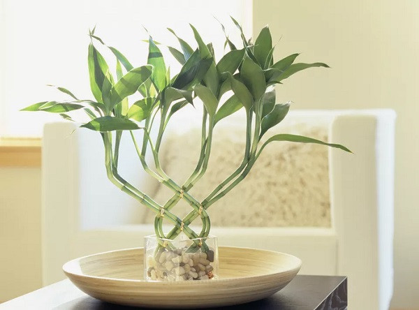 Cây Tre May Mắn