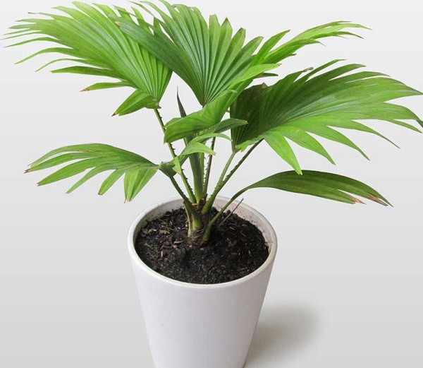 Cây Cỏ Cảnh