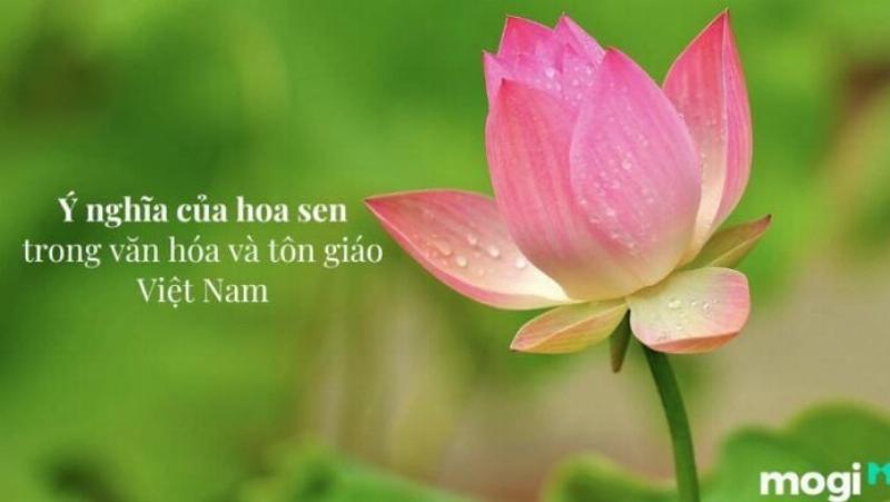 Một người phụ nữ ngồi thiền trong tư thế hoa sen, giữa một không gian xanh mát, tĩnh lặng. Xung quanh là biểu tượng ánh sáng nhẹ nhàng, thể hiện sự bình an, hòa hợp với thiên nhiên và sự hóa giải năng lượng tiêu cực.