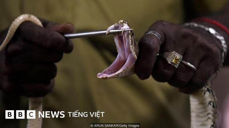 Tương tác an toàn với rắn, bảo vệ môi trường sống và loài bò sát