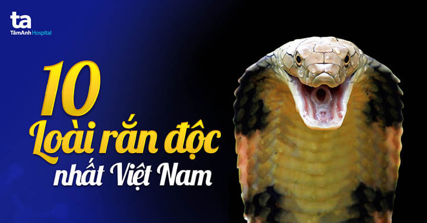 Tổng quan các loài rắn độc nguy hiểm nhất Việt Nam